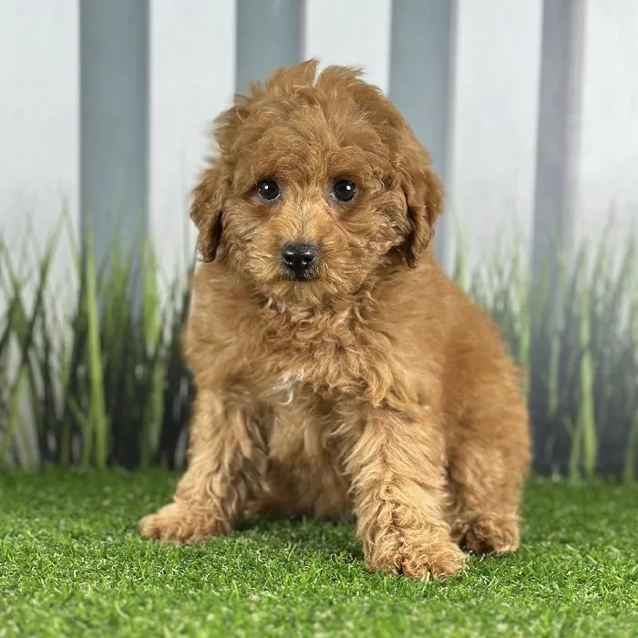 Female Toy Poodle Puppy for Sale in Indianapolis, IN