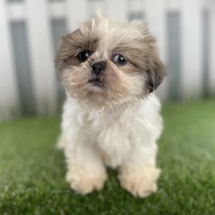 Female Shih Tzu Puppy for Sale in Schererville, IN