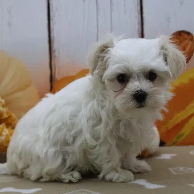 Female Coton-Poo Puppy for Sale in Schererville, IN