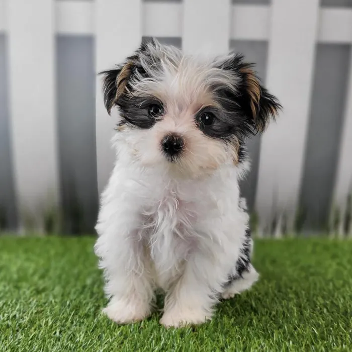 Male Morkie Puppy for Sale in Schererville, IN