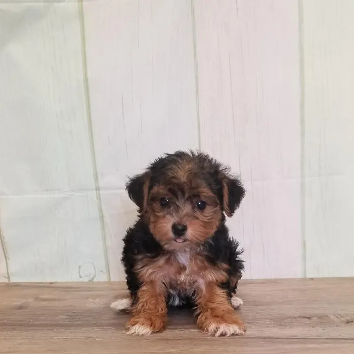 Female Yorkie-Poo Puppy for Sale in Schererville, IN