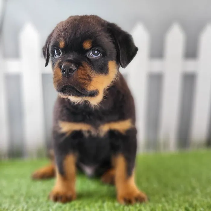 Male Rottweiler Puppy for Sale in Schererville, IN