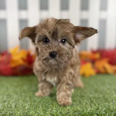 Female Yorkie-Poo Puppy for Sale in Schererville, IN