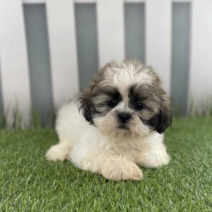 Male Shih Tzu Puppy for Sale in Schererville, IN