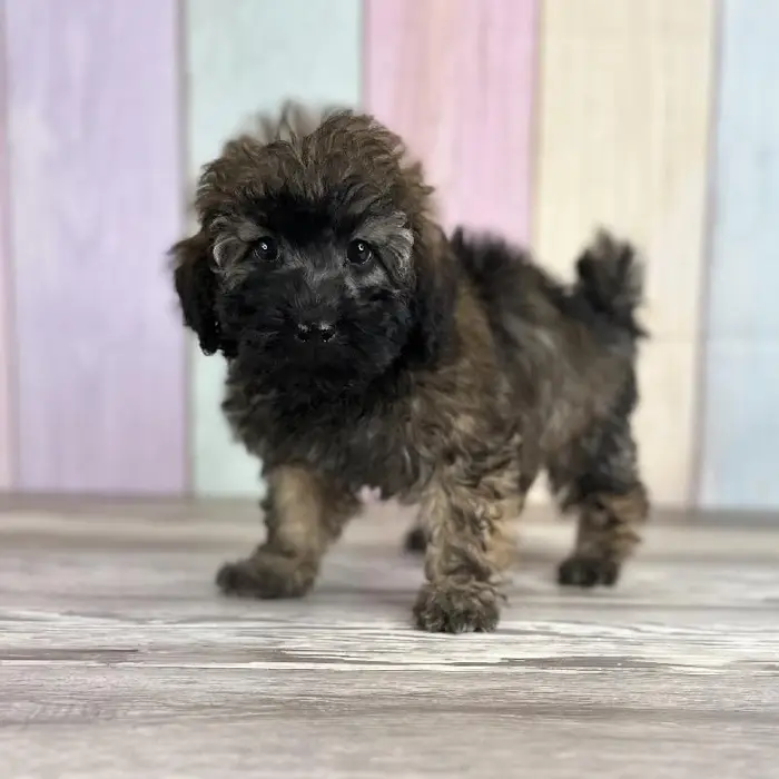 Male Miniature Whoodle Puppy for Sale in Indianapolis, IN