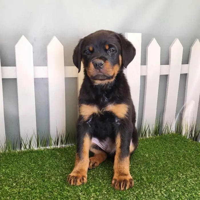 Male Rottweiler Puppy for Sale in Schererville, IN