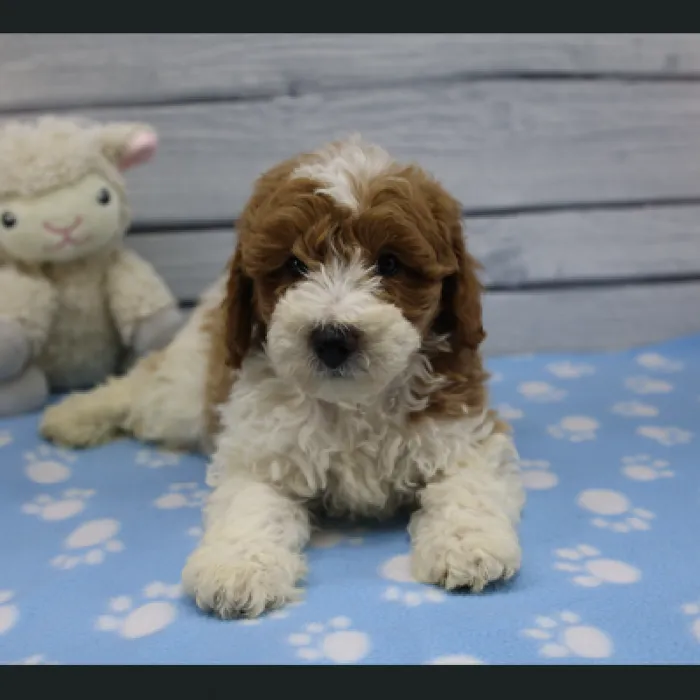 Male Miniature Goldendoodle Puppy for Sale in Schererville, IN