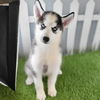 Female Siberian Husky Puppy for Sale in Schererville, IN