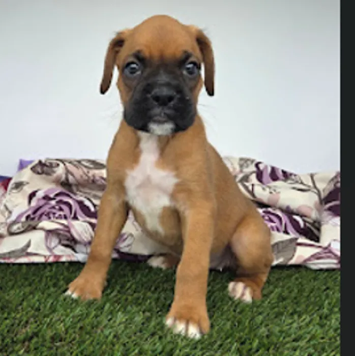 Female Boxer Puppy for Sale in Schererville, IN