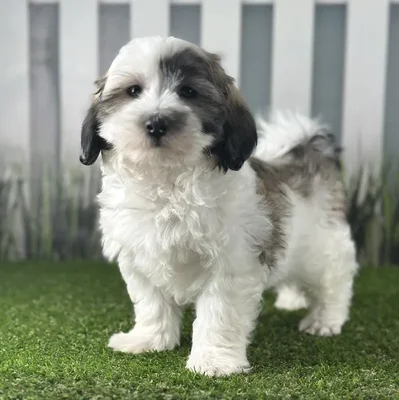 Male Coton De Tulear Puppy for Sale in Schererville, IN
