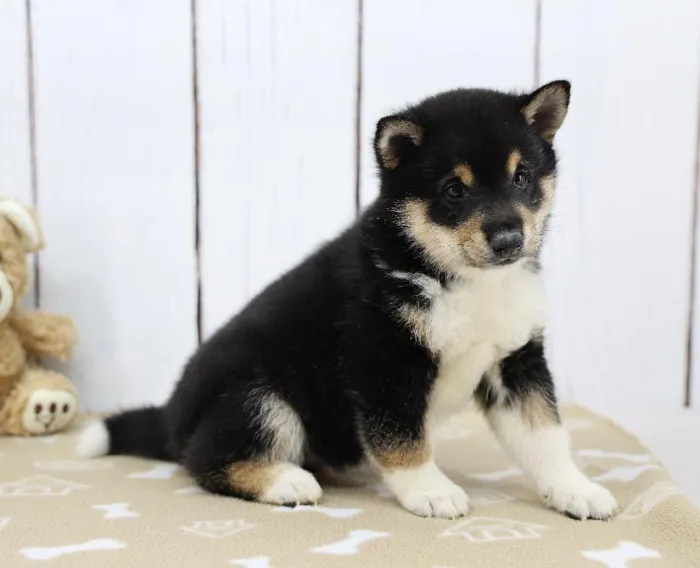 Male Shiba Inu Puppy for Sale in Indianapolis, IN