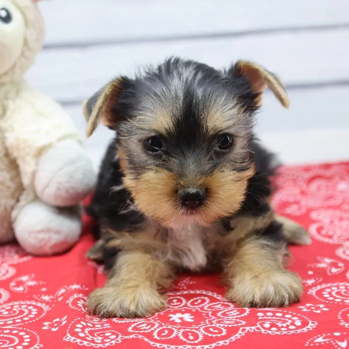 Male Yorkshire Terrier Puppy for Sale in Schererville, IN