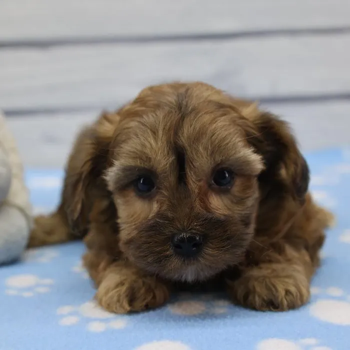 Female Yorkie-Poo Puppy for Sale in Schererville, IN