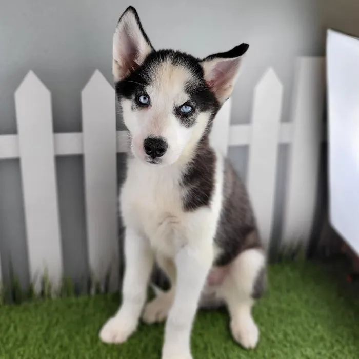 Male Siberian Husky Puppy for Sale in Indianapolis, IN