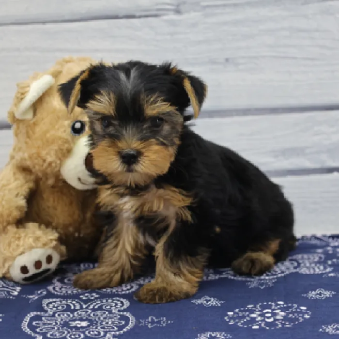 Female Yorkshire Terrier Puppy for Sale in Schererville, IN