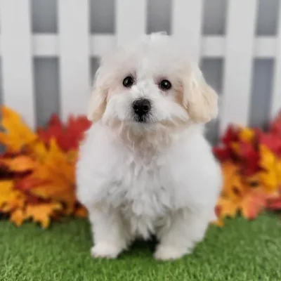 Male Maltipoo Puppy for Sale in Schererville, IN