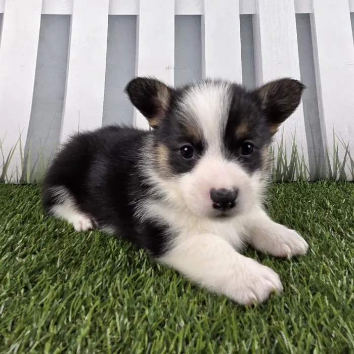 Female Pembroke Welsh Corgi Puppy for Sale in Schererville, IN