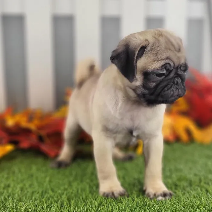 Male Pug Puppy for Sale in Schererville, IN