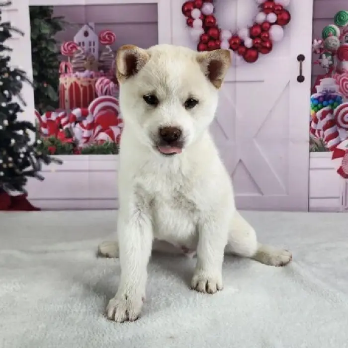 Male Shiba Inu Puppy for Sale in Indianapolis, IN