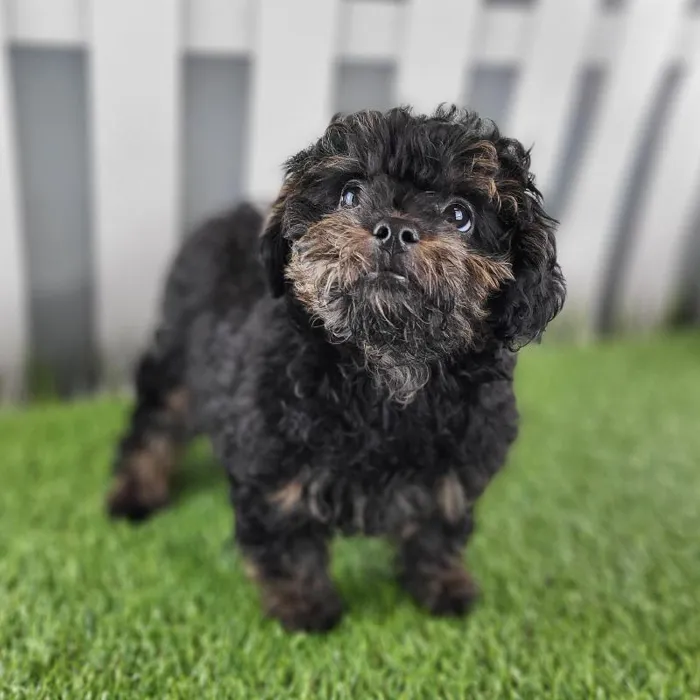 Female ShihPoo Puppy for Sale in Indianapolis, IN