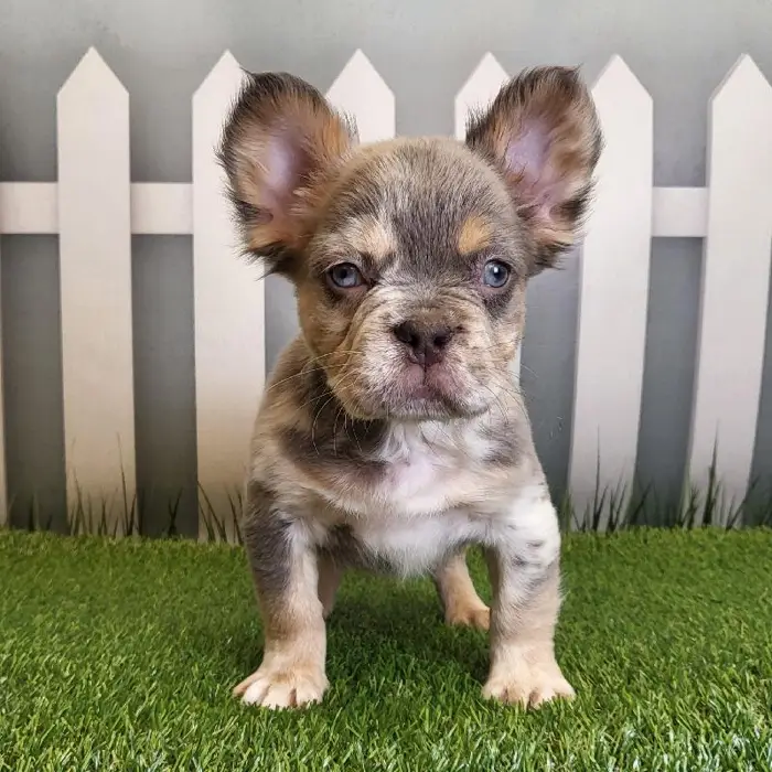 Male French Bulldog Puppy for Sale in Schererville, IN