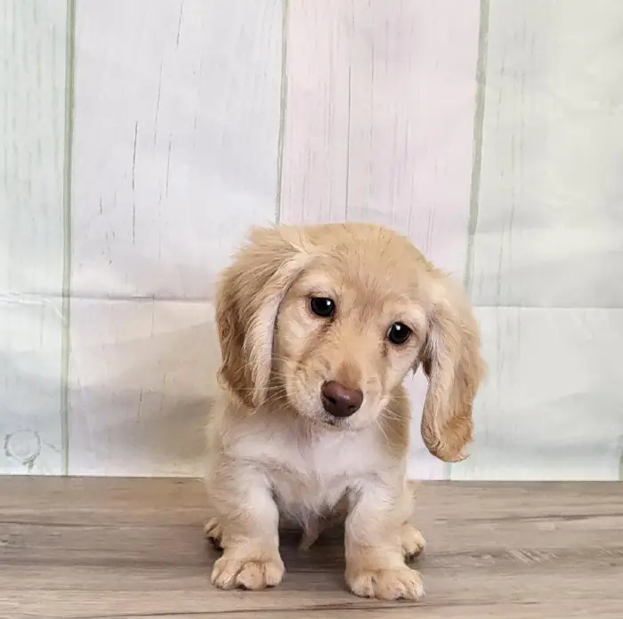 Male Miniature Dachshund Puppy for Sale in Schererville, IN