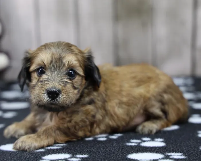 Female Moxie Puppy for Sale in Indianapolis, IN