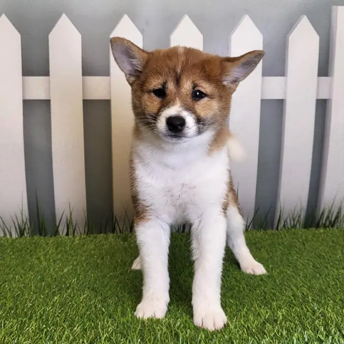Female Shiba Inu Puppy for Sale in Schererville, IN