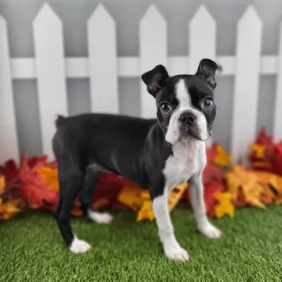 Female Boston Terrier Puppy for Sale in Schererville, IN