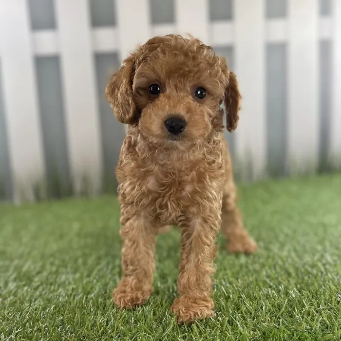 Male Toy Poodle Puppy for Sale in Schererville, IN