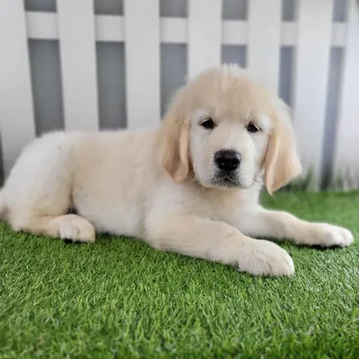 Male Golden Retriever Puppy for Sale in Schererville, IN