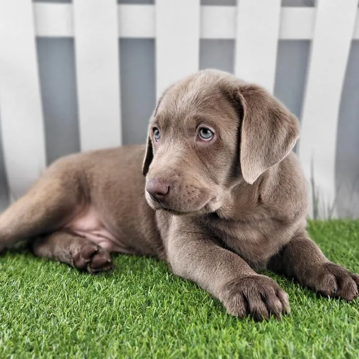 Male Labrador Retriever Puppy for Sale in Schererville, IN