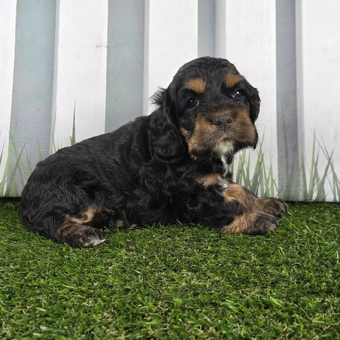 Female Cocker Spaniel Puppy for Sale in Schererville, IN