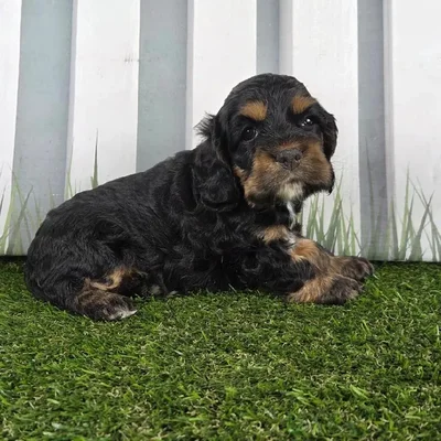 Female Cocker Spaniel Puppy for Sale in Schererville, IN