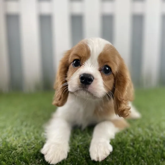 Male Cavalier King Charles Spaniel Puppy for Sale in Schererville, IN