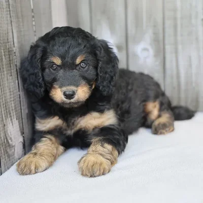 Male Cavapoo Puppy for Sale in Indianapolis, IN