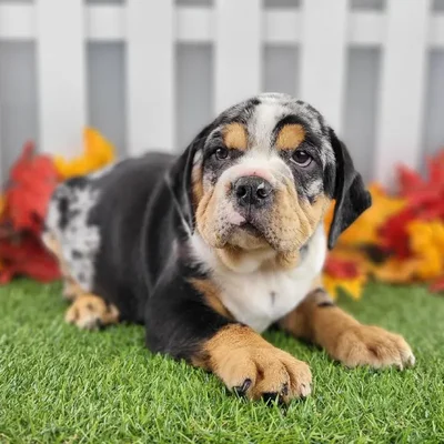 Male Beabull Puppy for Sale in Schererville, IN