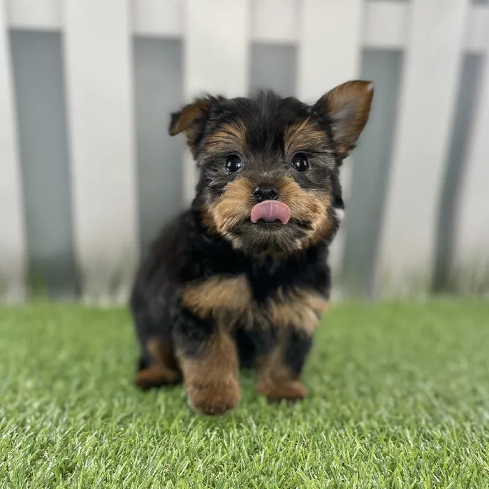 Male Yorkshire Terrier Puppy for Sale in Schererville, IN