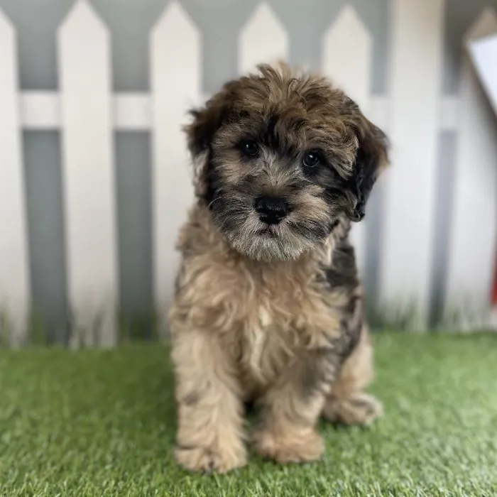 Male Miniature Whoodle Puppy for Sale in Schererville, IN