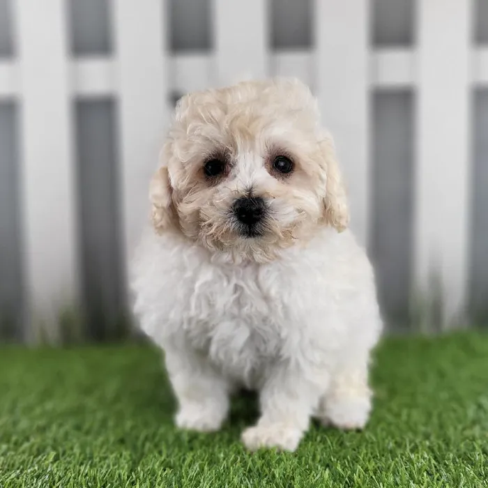 Male Maltipoo Puppy for Sale in Schererville, IN