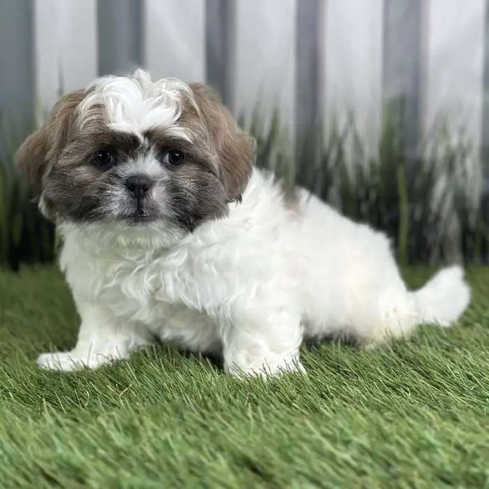 Male Shih Tzu Puppy for Sale in Indianapolis, IN