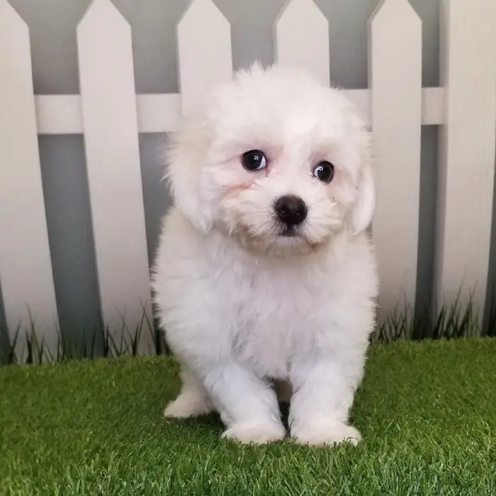 Female Coton De Tulear Puppy for Sale in Schererville, IN