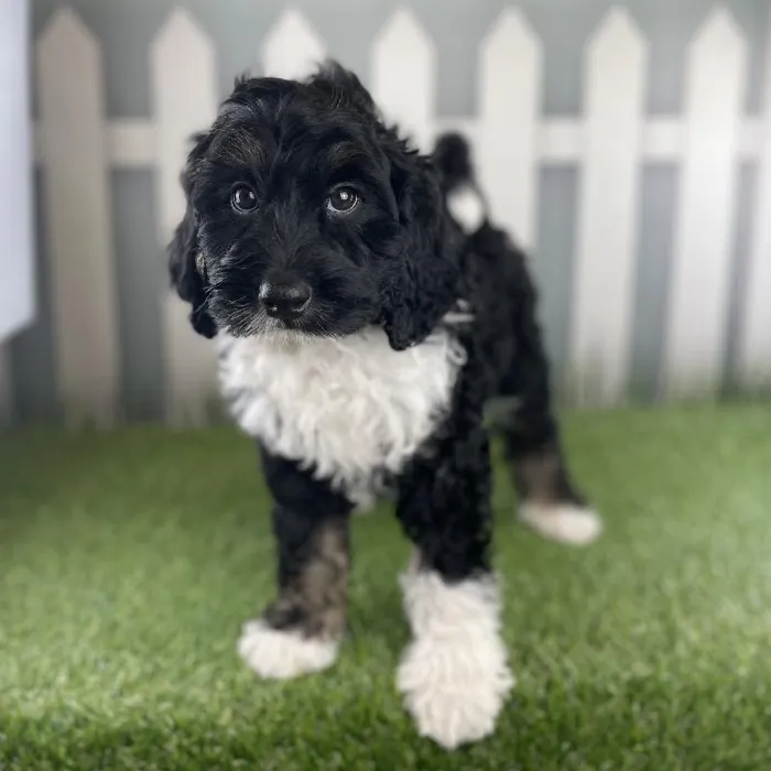 Male Miniature Bernedoodle Puppy for Sale in Schererville, IN
