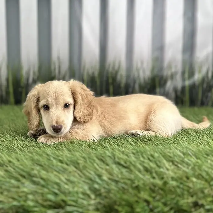 Male Miniature Dachshund Puppy for Sale in Indianapolis, IN