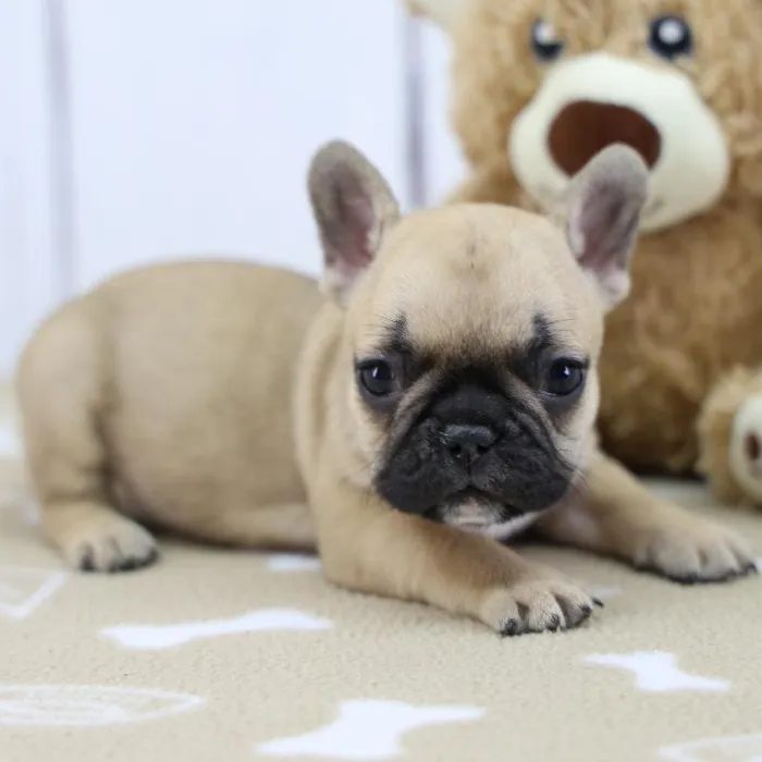 Female French Bulldog Puppy for Sale in Schererville, IN