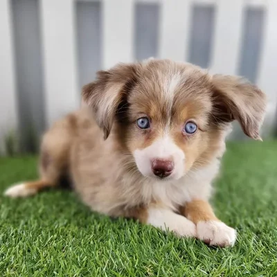 Female Toy Australian Shepherd Puppy for Sale in Schererville, IN