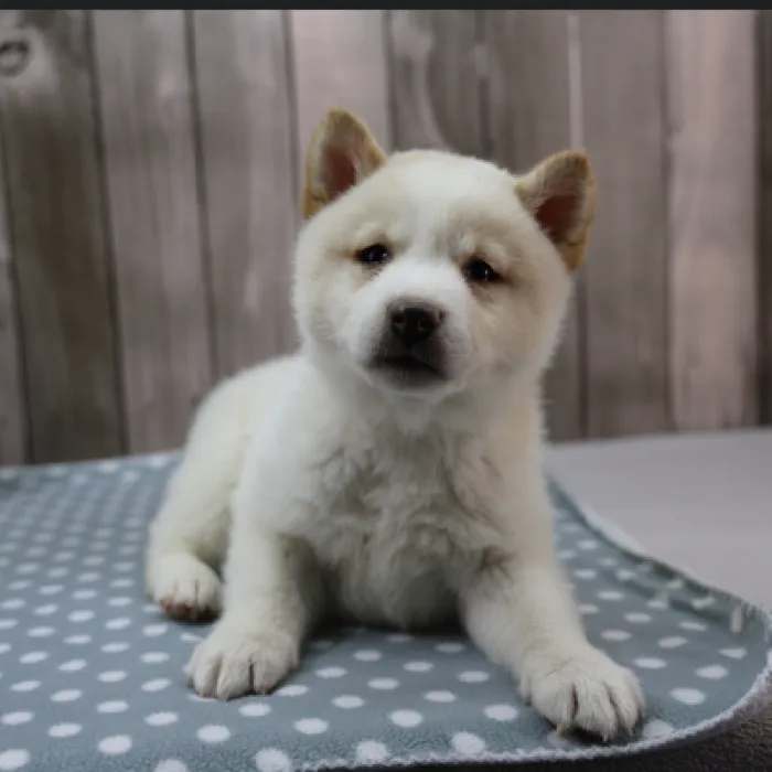Male Shiba Inu Puppy for Sale in Schererville, IN