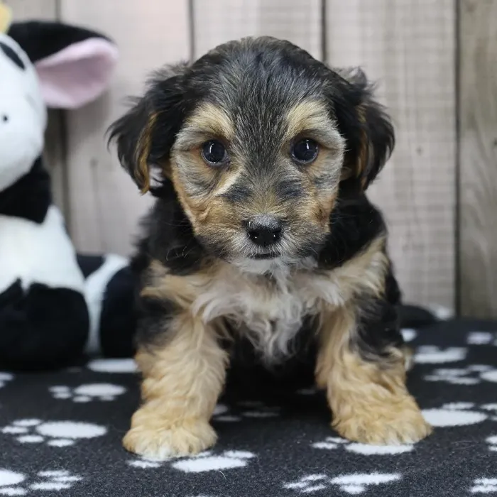 Female Yorkie-Poo Puppy for Sale in Schererville, IN
