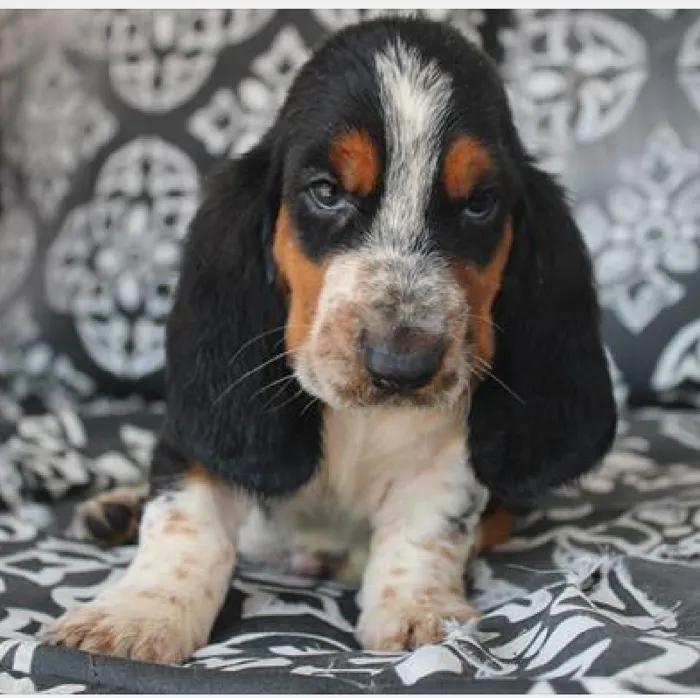 Male Basset Hound Puppy for Sale in Schererville, IN