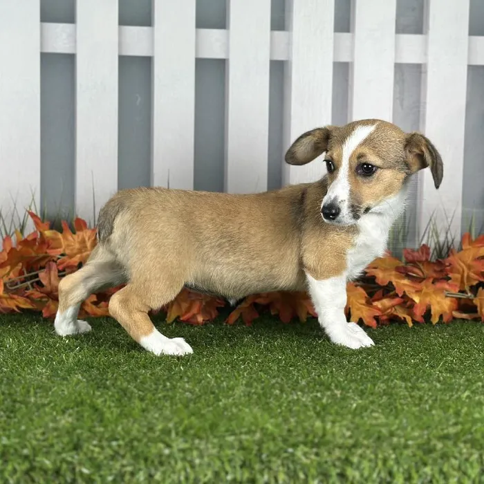 Female Pembroke Welsh Corgi Puppy for Sale in Indianapolis, IN